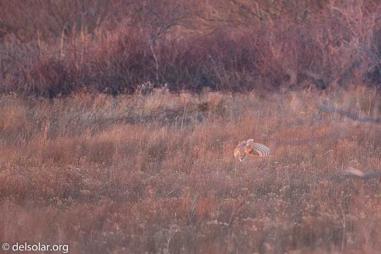 Canon EOS 5D Mark III  --  500 mm  --  EF500mm f/4L IS USM  