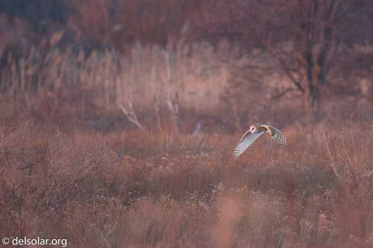 Canon EOS 5D Mark III  --  500 mm  --  EF500mm f/4L IS USM  