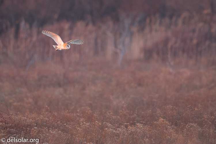 Canon EOS 5D Mark III  --  500 mm  --  EF500mm f/4L IS USM  