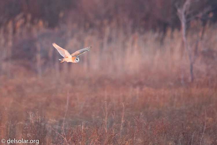 Canon EOS 5D Mark III  --  500 mm  --  EF500mm f/4L IS USM  