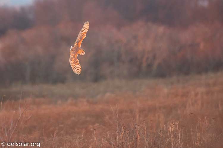 Canon EOS 5D Mark III  --  500 mm  --  EF500mm f/4L IS USM  