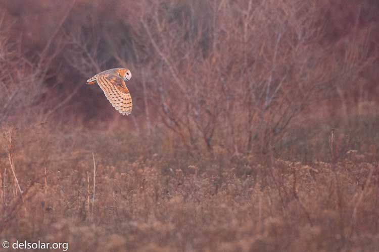 Canon EOS 5D Mark III  --  500 mm  --  EF500mm f/4L IS USM  