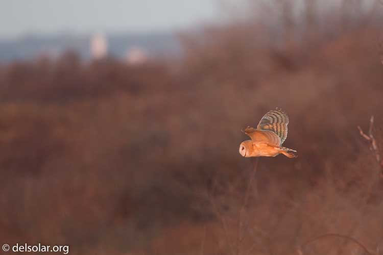 Canon EOS 5D Mark III  --  500 mm  --  EF500mm f/4L IS USM  