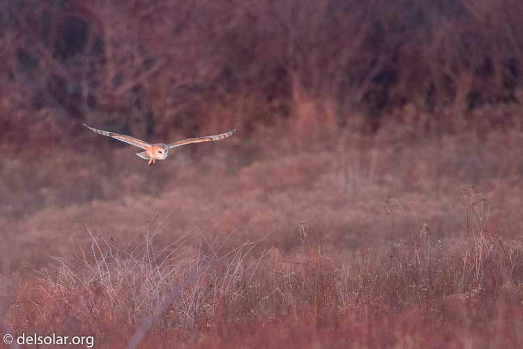 Canon EOS 5D Mark III  --  500 mm  --  EF500mm f/4L IS USM  