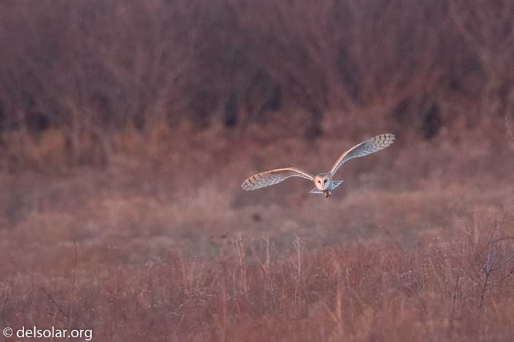 Canon EOS 5D Mark III  --  500 mm  --  EF500mm f/4L IS USM  