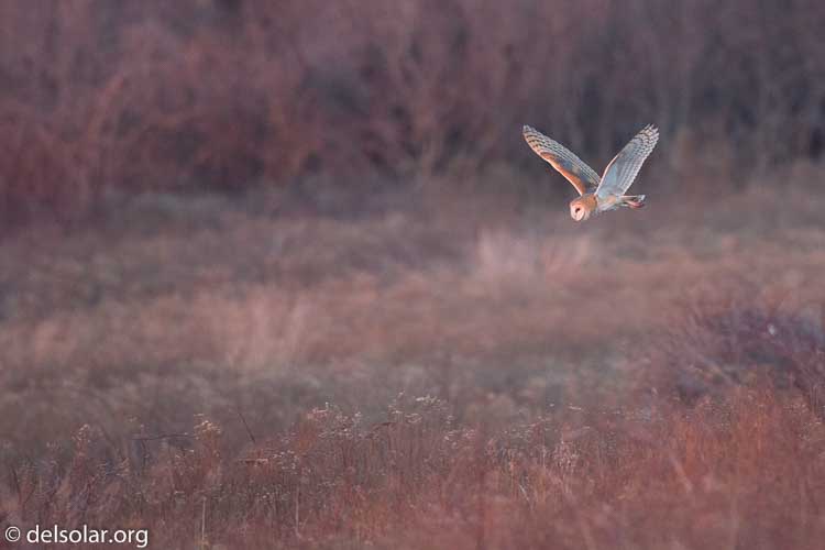 Canon EOS 5D Mark III  --  500 mm  --  EF500mm f/4L IS USM  