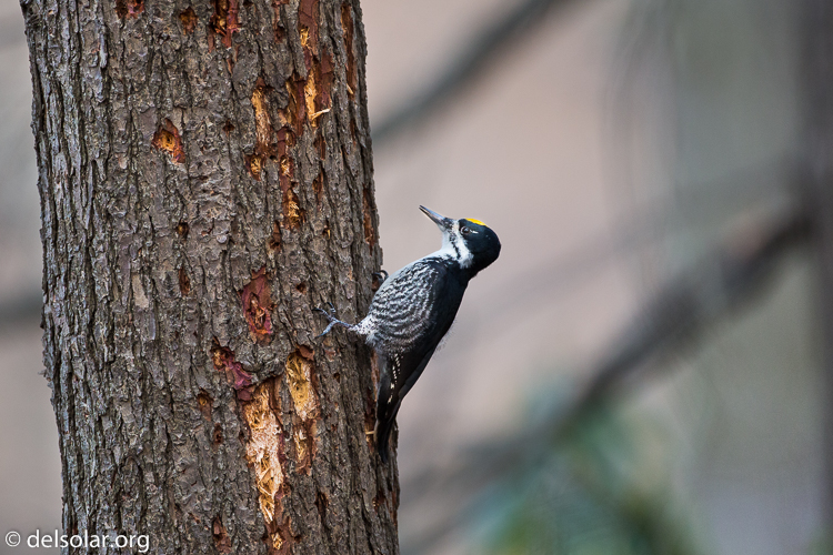 Canon EOS 5D Mark III  --  500 mm  --  EF500mm f/4L IS USM  