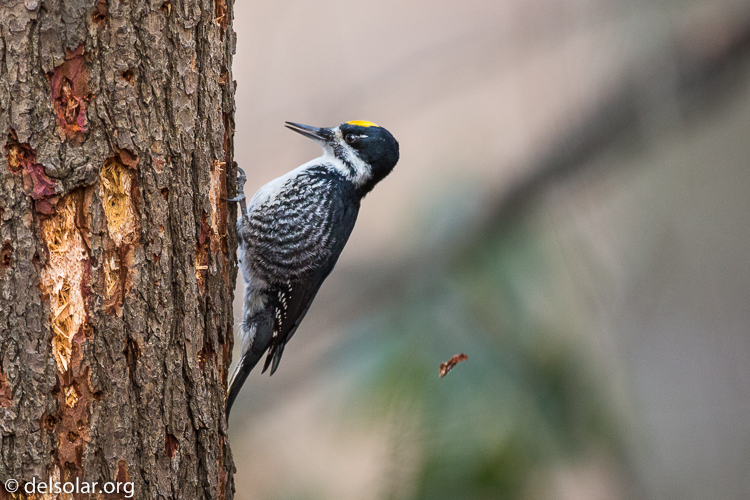 Canon EOS 5D Mark III  --  500 mm  --  EF500mm f/4L IS USM  