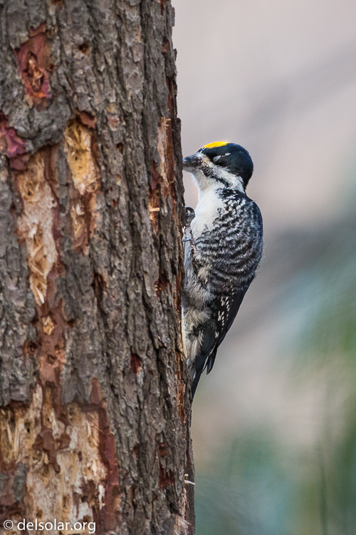 Canon EOS 5D Mark III  --  500 mm  --  EF500mm f/4L IS USM  