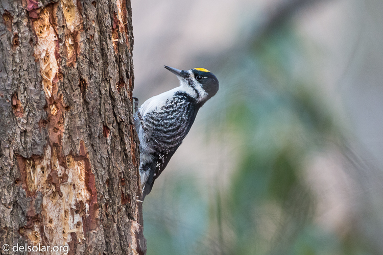 Canon EOS 5D Mark III  --  500 mm  --  EF500mm f/4L IS USM  