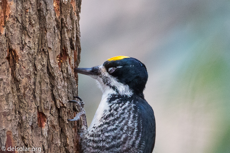Canon EOS 5D Mark III  --  500 mm  --  EF500mm f/4L IS USM  