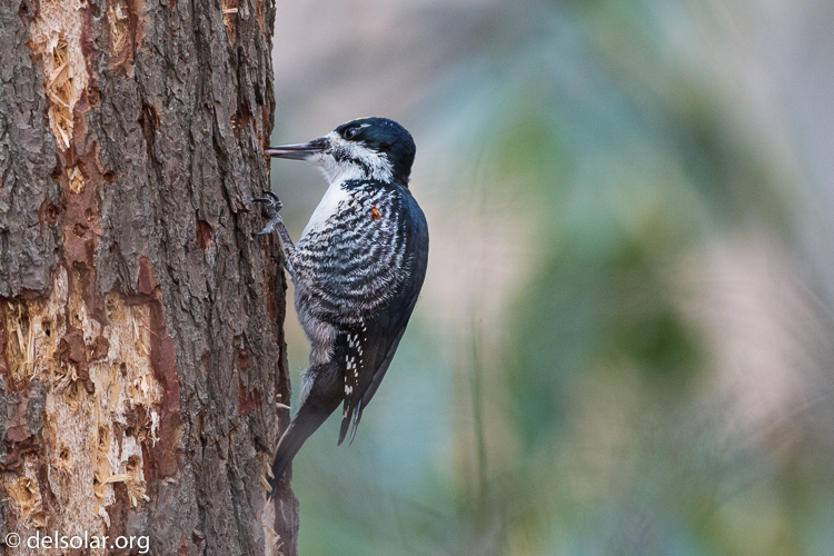 Canon EOS 5D Mark III  --  500 mm  --  EF500mm f/4L IS USM  