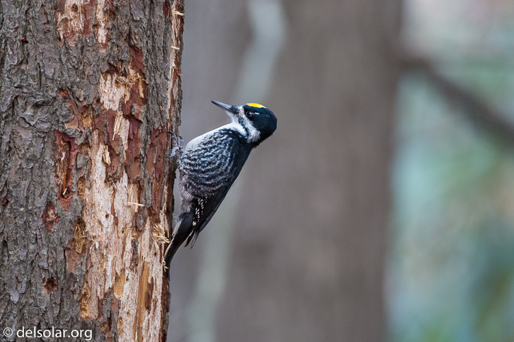 Canon EOS 5D Mark III  --  500 mm  --  EF500mm f/4L IS USM  