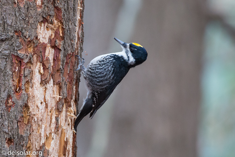 Canon EOS 5D Mark III  --  500 mm  --  EF500mm f/4L IS USM  