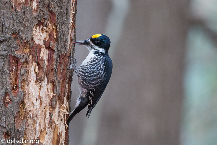 Canon EOS 5D Mark III  --  500 mm  --  EF500mm f/4L IS USM  