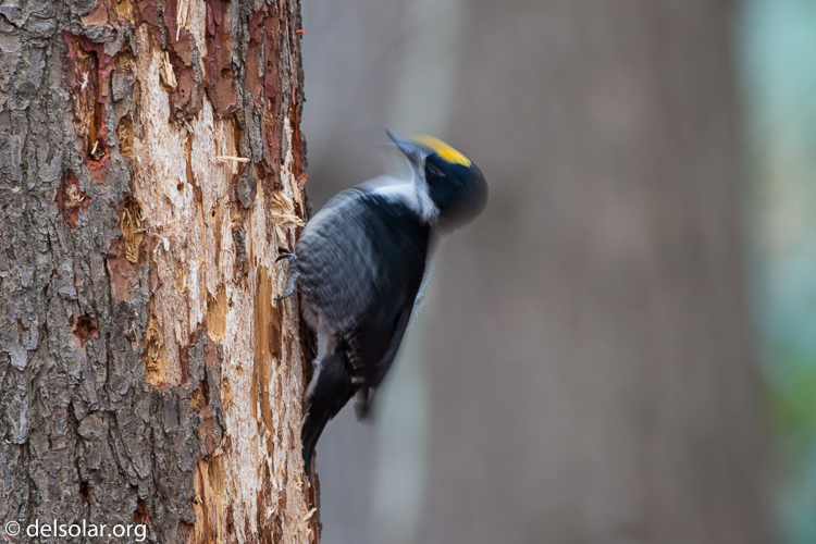 Canon EOS 5D Mark III  --  500 mm  --  EF500mm f/4L IS USM  