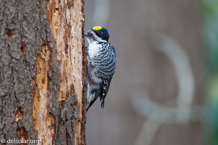 Canon EOS 5D Mark III  --  500 mm  --  EF500mm f/4L IS USM  