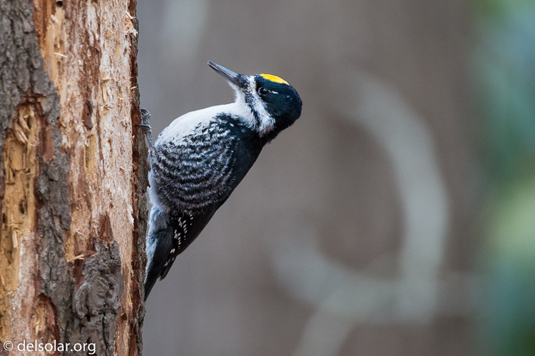 Canon EOS 5D Mark III  --  500 mm  --  EF500mm f/4L IS USM  