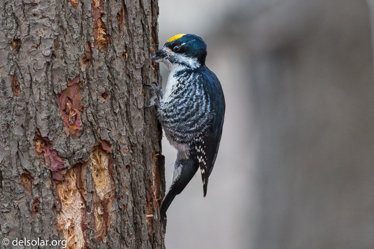 Canon EOS 5D Mark III  --  500 mm  --  EF500mm f/4L IS USM  