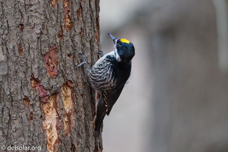 Canon EOS 5D Mark III  --  500 mm  --  EF500mm f/4L IS USM  