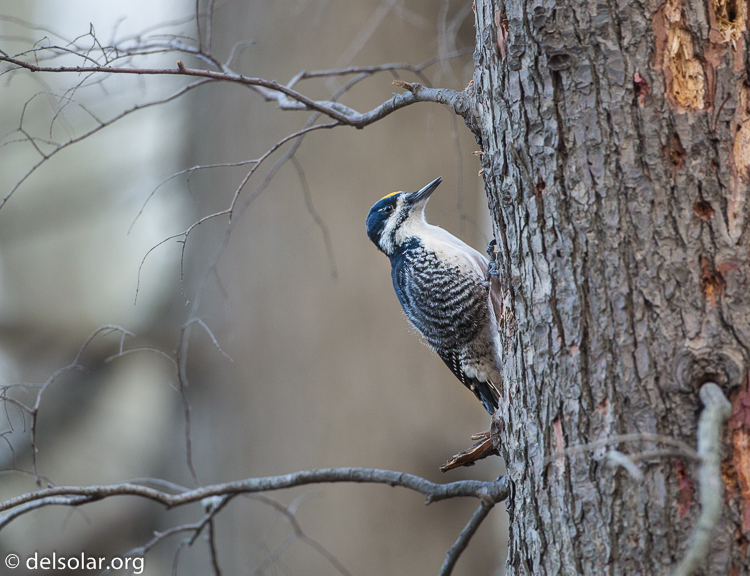 Canon EOS 5D Mark III  --  500 mm  --  EF500mm f/4L IS USM  