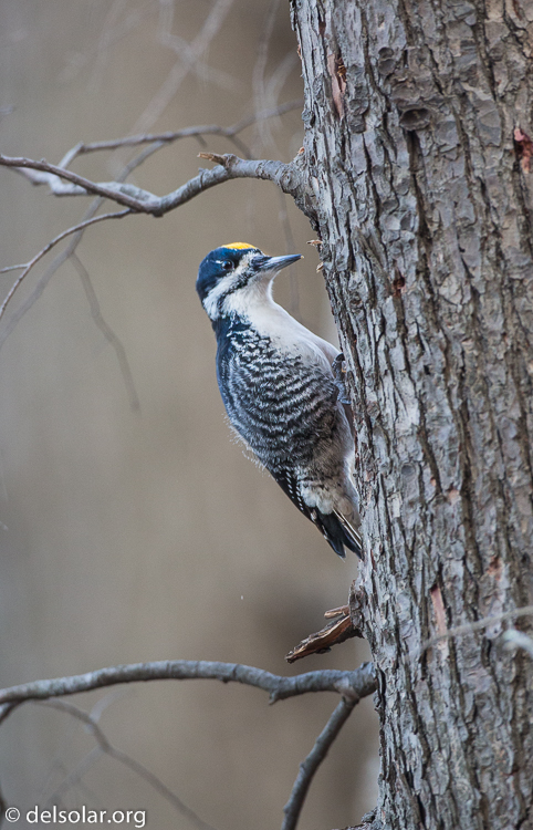 Canon EOS 5D Mark III  --  500 mm  --  EF500mm f/4L IS USM  