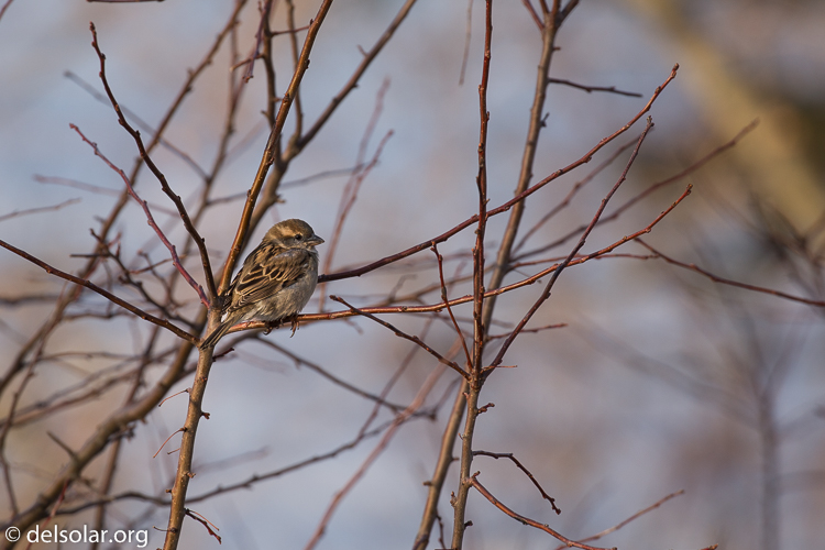 Canon EOS 5D Mark III  --  400 mm  --  EF100-400mm f/4.5-5.6L IS II USM  