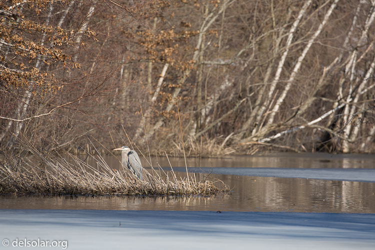 Canon EOS 5D Mark III  --  340 mm  --  EF100-400mm f/4.5-5.6L IS II USM  