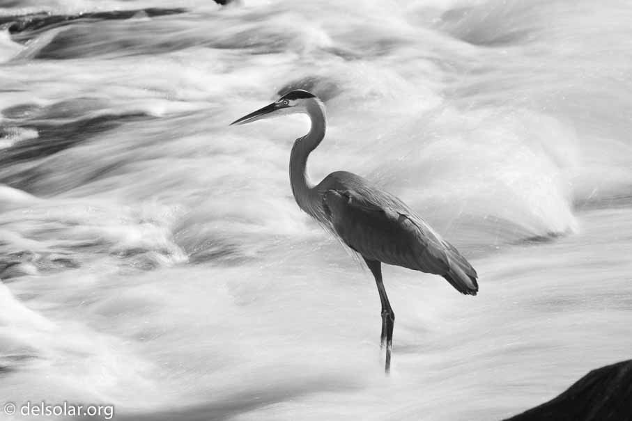 Canon EOS 7D Mark II  --  255 mm  --  EF100-400mm f/4.5-5.6L IS II USM  