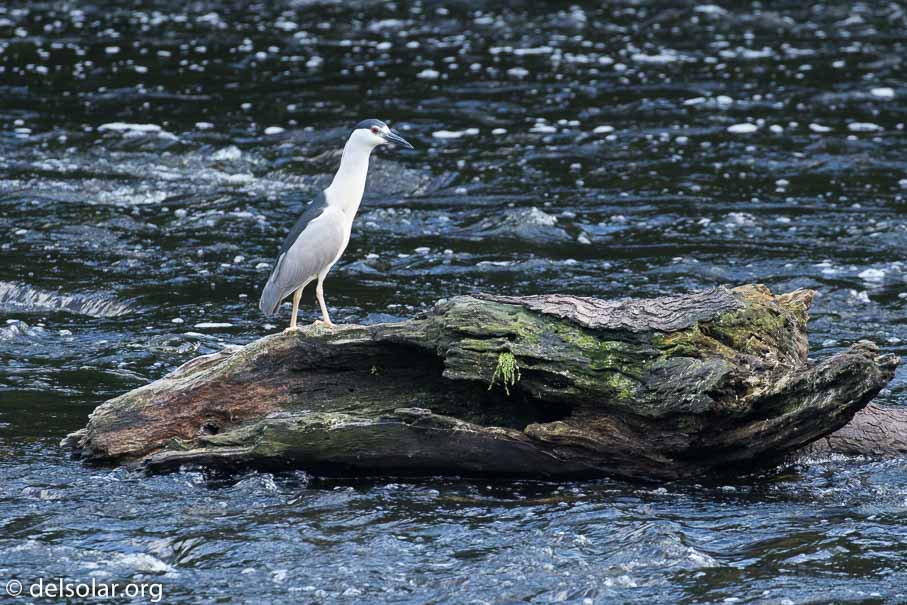 Canon EOS 7D Mark II  --  321 mm  --  EF100-400mm f/4.5-5.6L IS II USM  