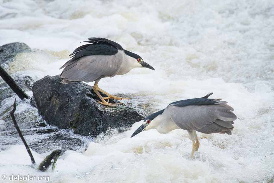 Canon EOS 7D Mark II  --  400 mm  --  EF100-400mm f/4.5-5.6L IS II USM  