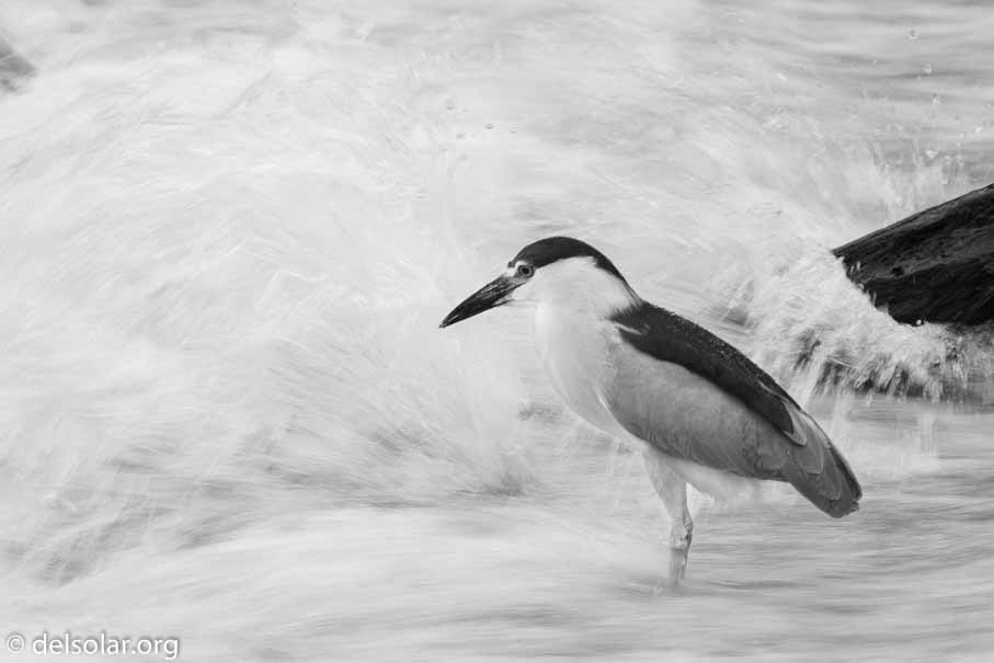 Canon EOS 5D Mark III  --  600 mm  --  EF600mm f/4L IS II USM  