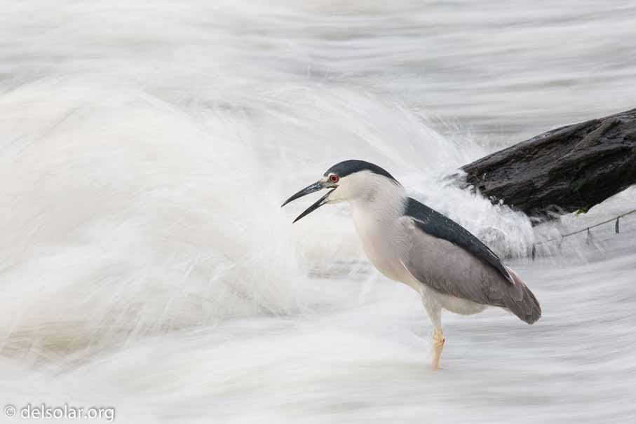 Canon EOS 5D Mark III  --  600 mm  --  EF600mm f/4L IS II USM  