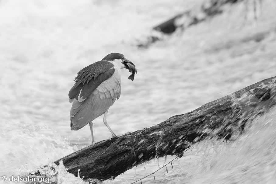 Canon EOS 5D Mark III  --  600 mm  --  EF600mm f/4L IS II USM  