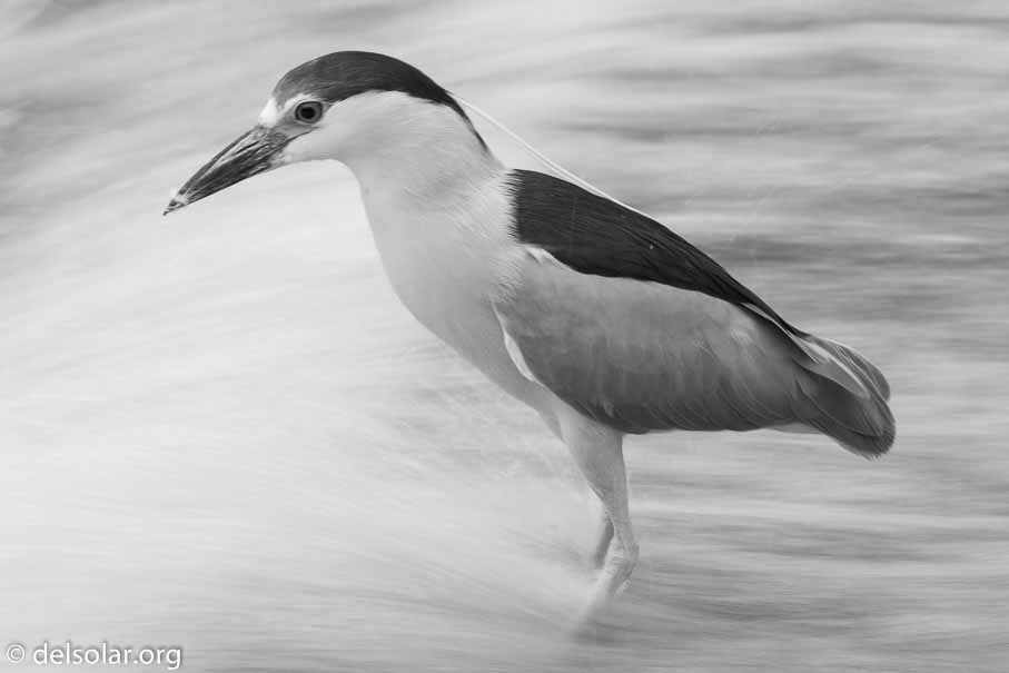 Canon EOS 5D Mark III  --  600 mm  --  EF600mm f/4L IS II USM  