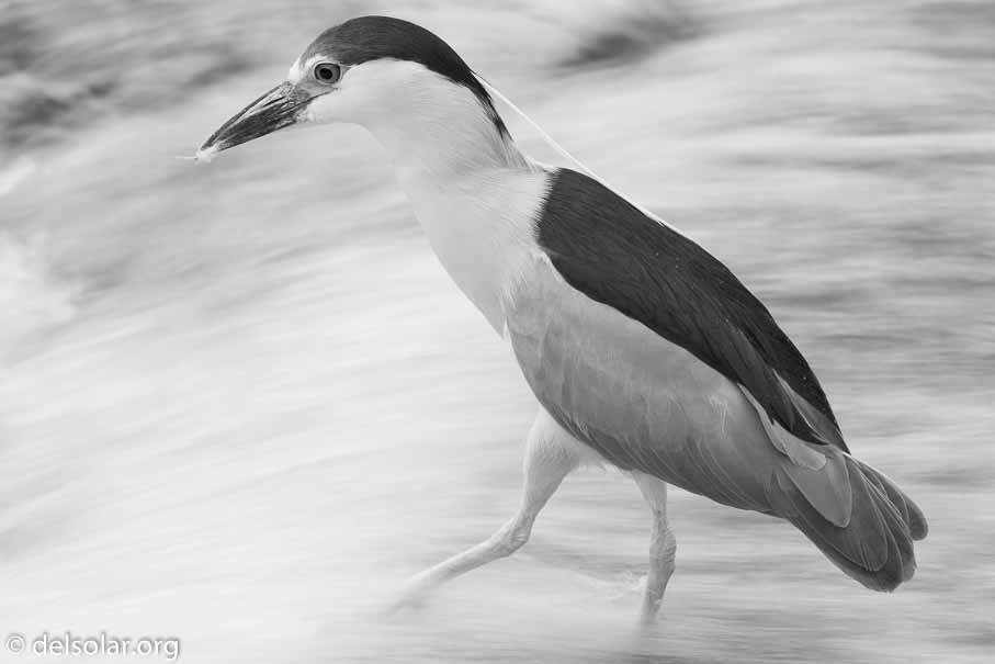 Canon EOS 5D Mark III  --  600 mm  --  EF600mm f/4L IS II USM  