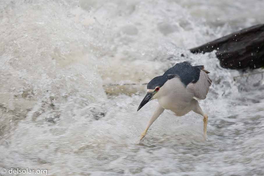 Canon EOS 5D Mark III  --  600 mm  --  EF600mm f/4L IS II USM  