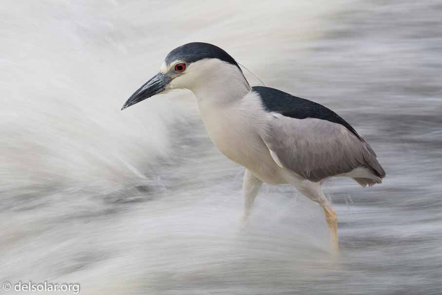 Canon EOS 5D Mark III  --  600 mm  --  EF600mm f/4L IS II USM  