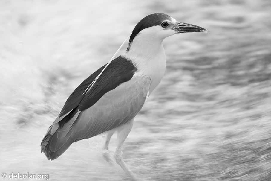 Canon EOS 5D Mark III  --  600 mm  --  EF600mm f/4L IS II USM  