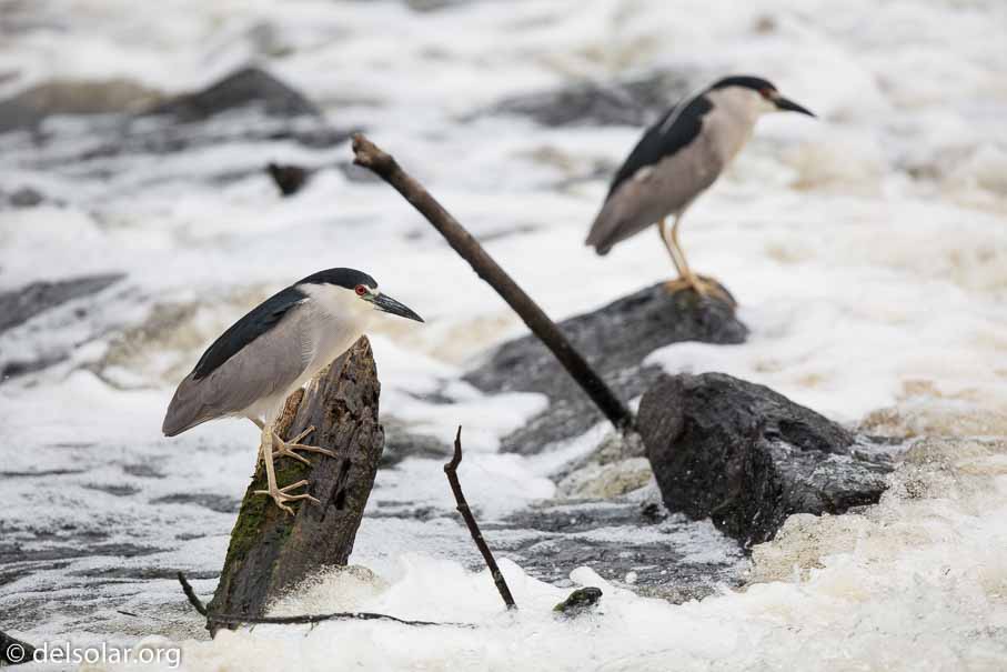 Canon EOS 5D Mark III  --  600 mm  --  EF600mm f/4L IS II USM  