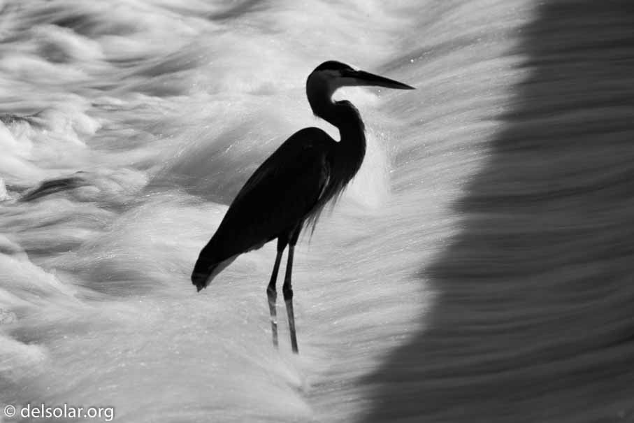 Canon EOS 5D Mark III  --  560 mm  --  EF100-400mm f/4.5-5.6L IS II USM +1.4x III  