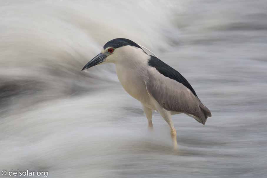 Canon EOS 5D Mark III  --  520 mm  --  EF100-400mm f/4.5-5.6L IS II USM +1.4x III  