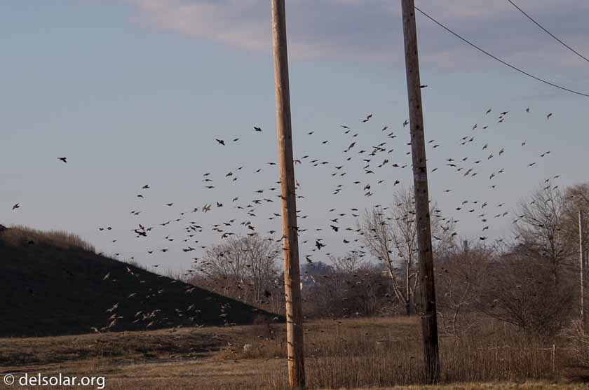 Canon EOS 7D Mark II  --  140 mm  --  EF100-400mm f/4.5-5.6L IS II USM +1.4x III  