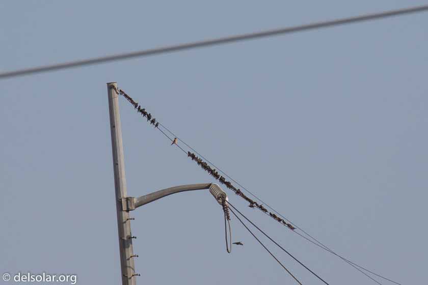 Canon EOS 7D Mark II  --  560 mm  --  EF100-400mm f/4.5-5.6L IS II USM +1.4x III  