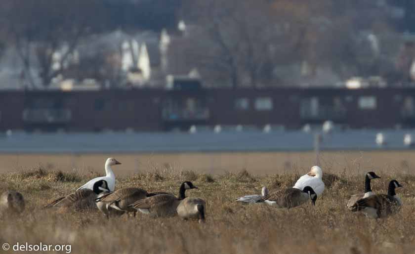 Canon EOS 7D Mark II  --  560 mm  --  EF100-400mm f/4.5-5.6L IS II USM +1.4x III  