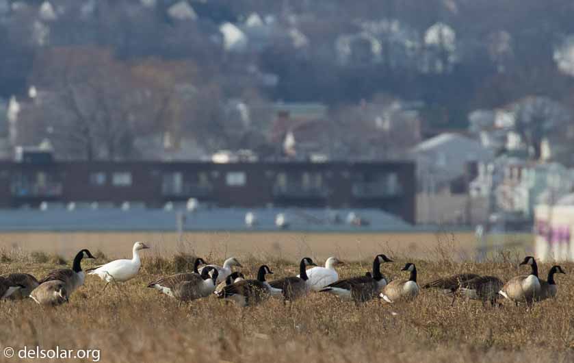 Canon EOS 7D Mark II  --  560 mm  --  EF100-400mm f/4.5-5.6L IS II USM +1.4x III  