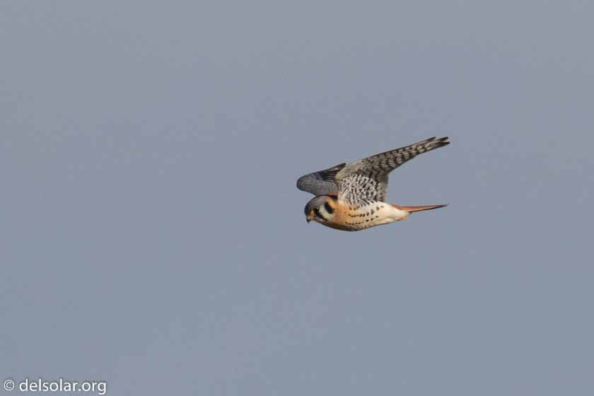 Canon EOS 7D Mark II  --  560 mm  --  EF100-400mm f/4.5-5.6L IS II USM +1.4x III  