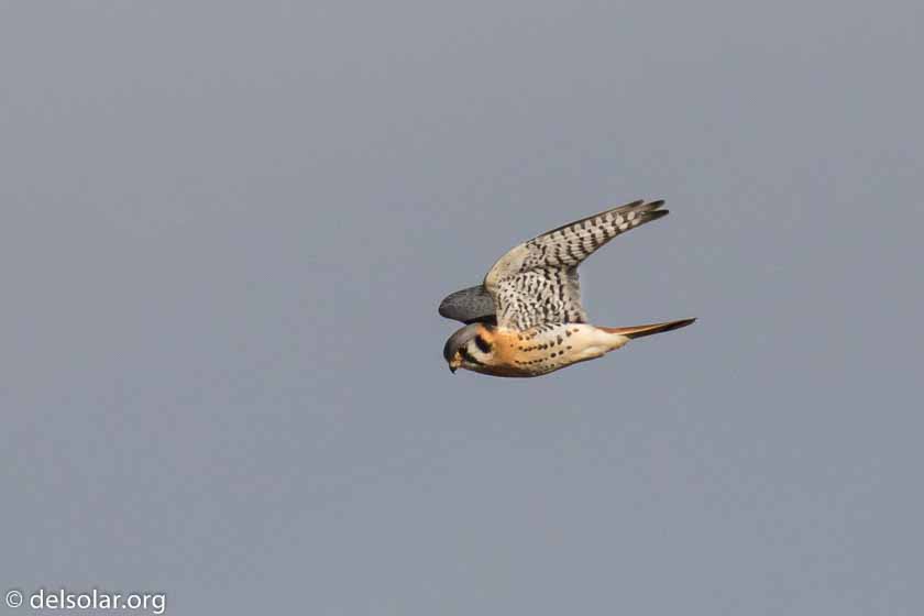 Canon EOS 7D Mark II  --  560 mm  --  EF100-400mm f/4.5-5.6L IS II USM +1.4x III  