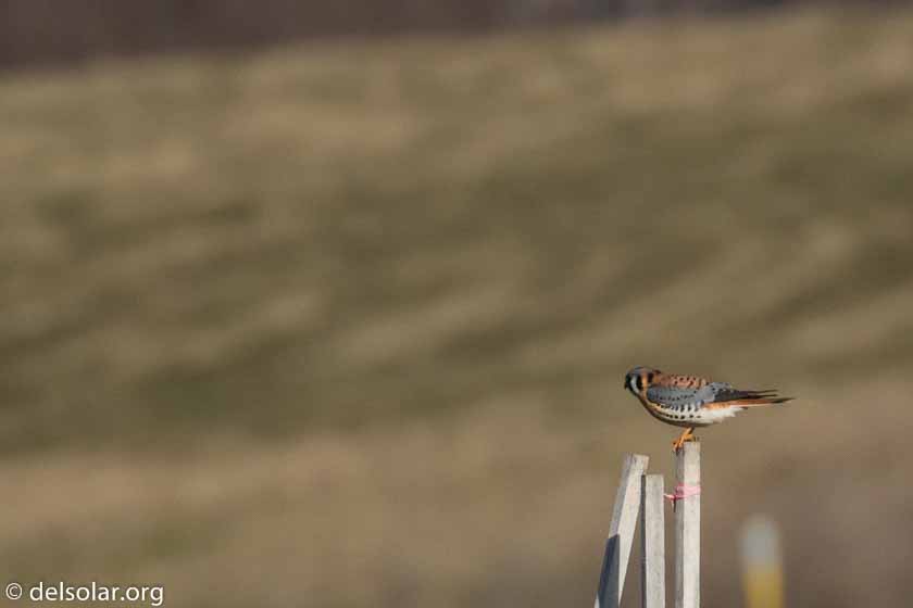 Canon EOS 7D Mark II  --  560 mm  --  EF100-400mm f/4.5-5.6L IS II USM +1.4x III  