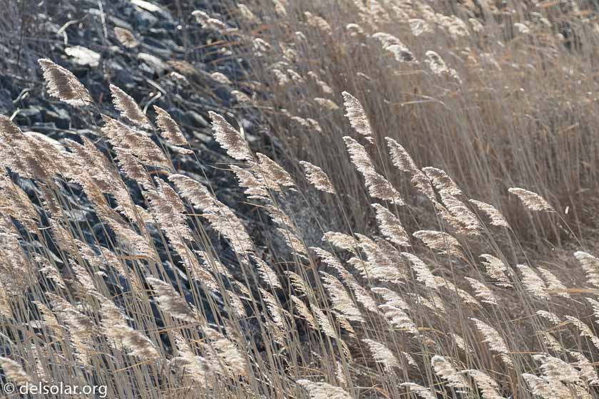 Canon EOS 7D Mark II  --  318 mm  --  EF100-400mm f/4.5-5.6L IS II USM +1.4x III  